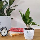 Anthurium Pink ruffle, with 5.5 inches white decor pot